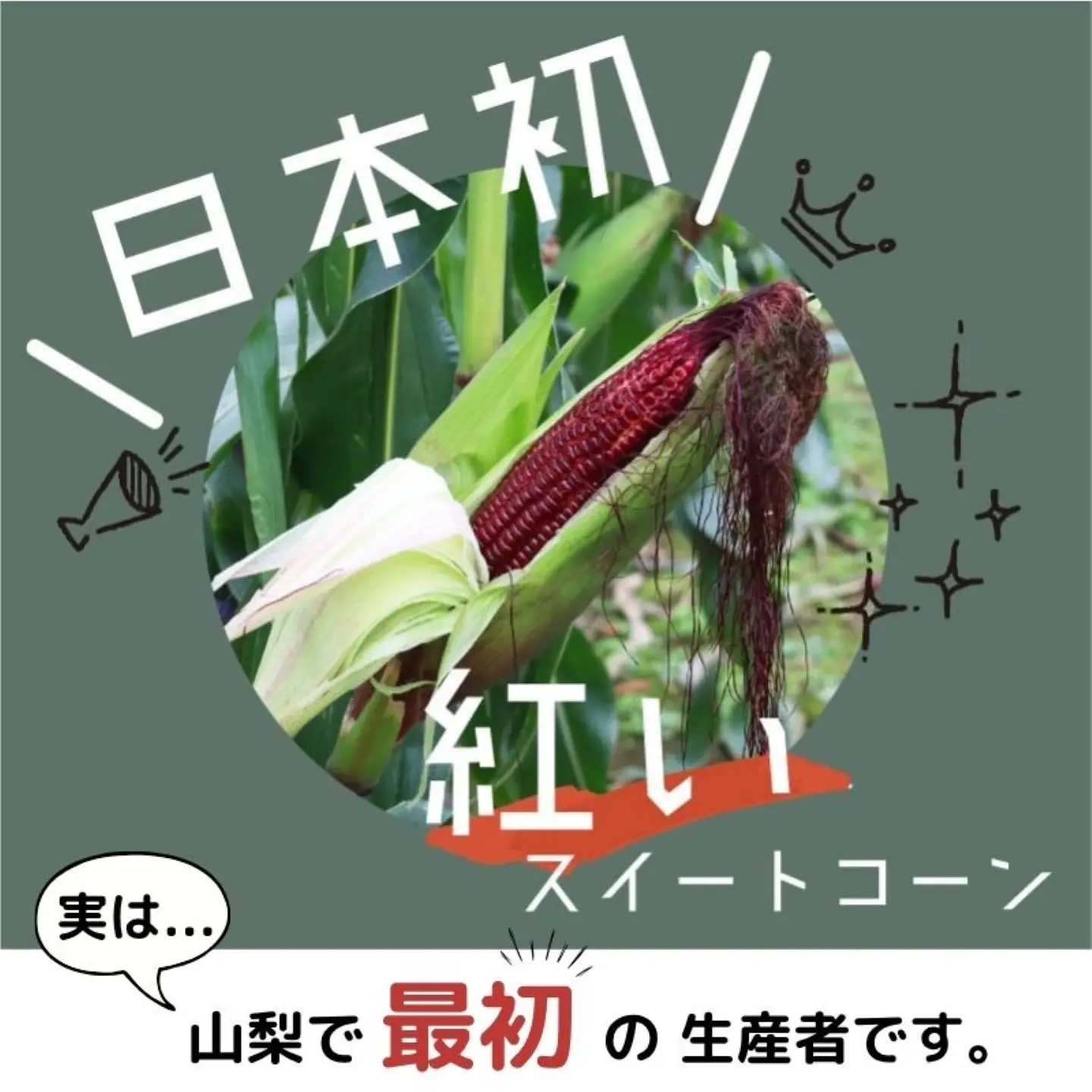 【2026年先行予約】山梨県都留市産 紅いスイートコーン 大和ルージュ｜希少な赤いとうもろこし 甘い スイートコーン トウモロコシ 産地直送 送料無料【浅田農園】
