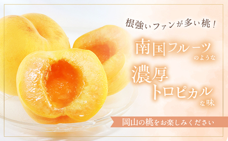 桃 2026年 先行予約 晩生の旬の 黄桃 約1.8kg 5～7玉 進物用 もも フルーツ 果物 岡山 赤磐市産 農マル園芸あかいわ農園