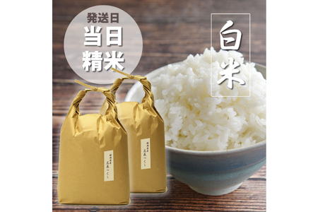 米 令和7年 元気つくし 精米 5kg × 2袋 計 10kg [ベネフィス 福岡県 筑紫野市 21760895]