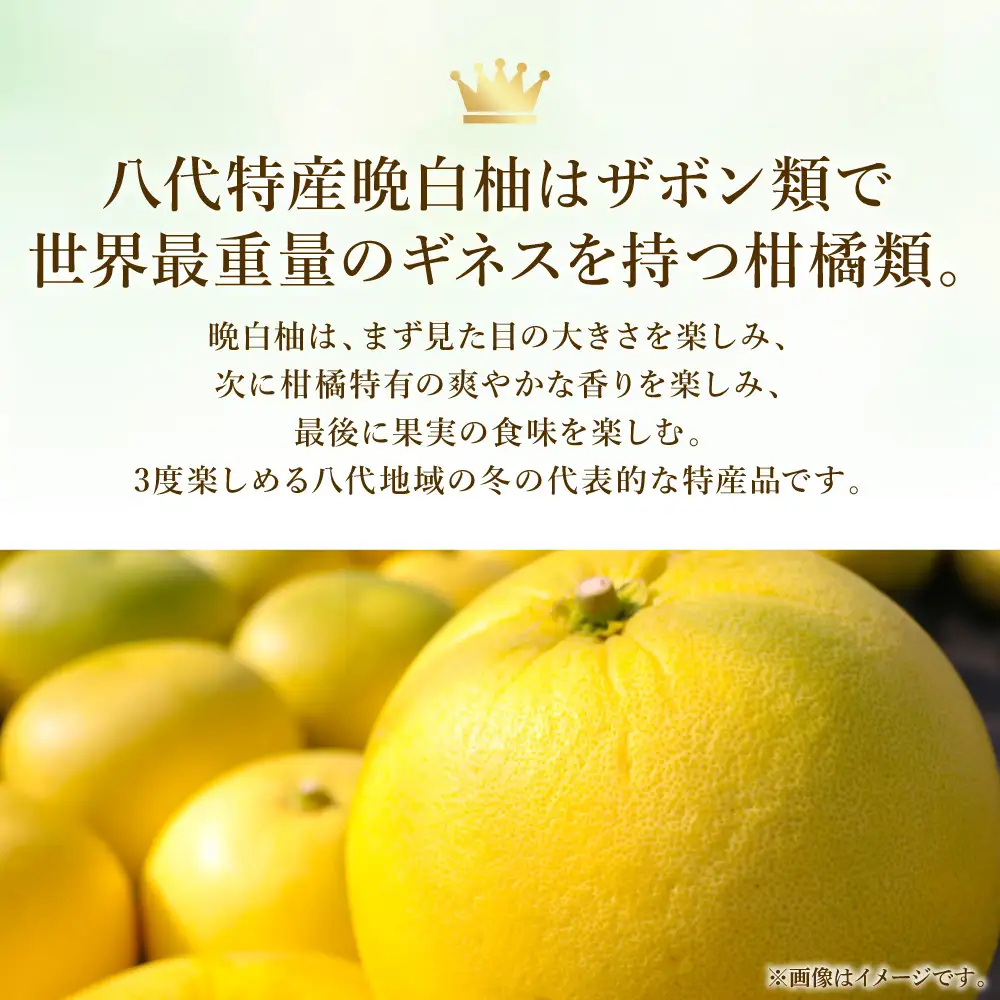 【先行予約】八代特産 晩白柚　秀Lサイズ 2玉 ばんぺいゆ 柑橘 【2026年12月上旬より順次発送】