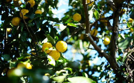 柚子シロップ3本セット // 柚子シロップ 柚子