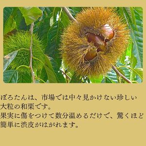 生栗「ぽろたん」約2kg  2026年9月中旬発送