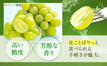 【先行予約】シャインマスカット 約2kg1箱（4房から6房） BKCW005 マスカット