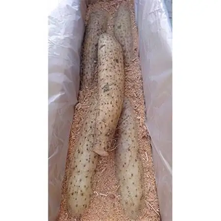 佐藤農場の長芋＜5kg＞【配送不可地域：離島・沖縄県】【1098781】