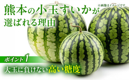【先行予約】小玉すいか スイカ 2玉 令和8年産 ZCN005