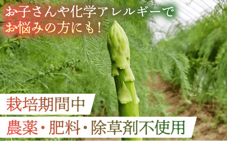 【2026年】 5～9月配送 極上あまうま 夏芽 アスパラガス M～L 1kg （40～50本）【Nature-falo】熊本県産 夏芽アスパラガス アスパラ 極上 国産 [ZEQ002]