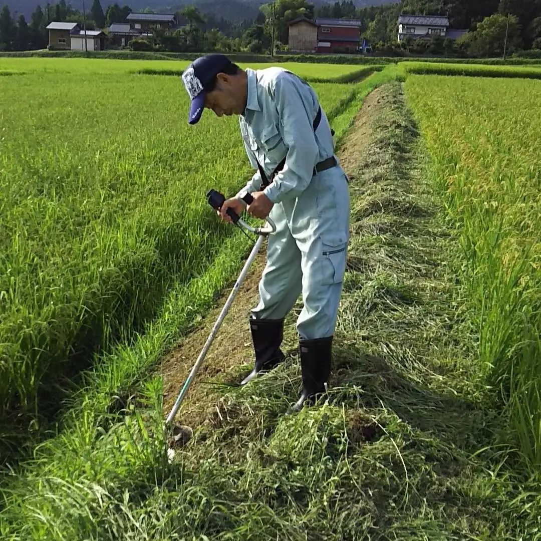 新潟県認証特別栽培米 下田コシヒカリ 15kg 令和7年産  [堀江農園]
