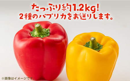 【肉厚ジューシー】五島のパプリカ 約1.2kg 五島市/HPIファーム  [PCP007]  野菜 やさい 国産 新鮮 緑黄色野菜 産地直送 とれたて