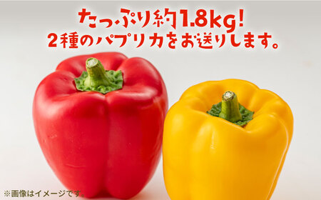 【肉厚ジューシー】五島のパプリカ 約1,8kg 五島市/HPIファーム  [PCP008]  野菜 やさい 国産 新鮮 緑黄色野菜 産地直送 とれたて