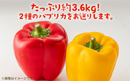 【肉厚ジューシー】五島のパプリカ 約3.6kg 五島市/HPIファーム  [PCP010]  野菜 やさい 国産 新鮮 緑黄色野菜 産地直送 とれたて