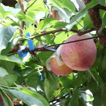 【ふるさと納税】2026年発送 山梨県山梨市産 貴陽すもも 約1.5kg (8玉～10玉程度)【配送不可地域：離島】【1316279】