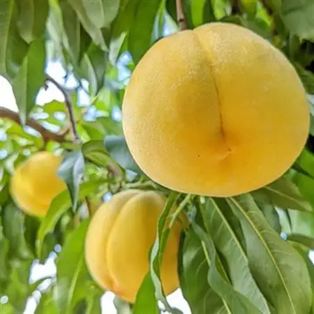 【ふるさと納税】2026年発送 山梨県山梨市産 黄桃 黄金桃 約2kg 5玉～8玉【配送不可地域：離島】【1328634】