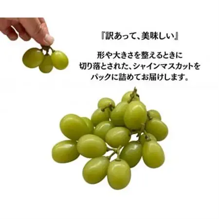 【2026年発送】訳あり 粒 シャインマスカット 約1kg【配送不可地域：離島・沖縄県】【1419892】
