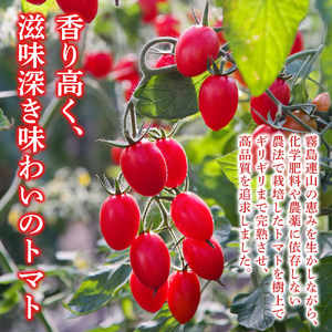 まるごとトマトギフト（OGAWA　FARM）