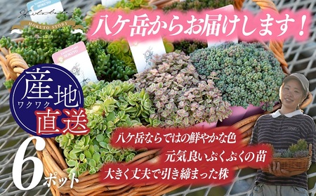 北杜市八ヶ岳産美しの多肉～セダムアソート～ [h235]