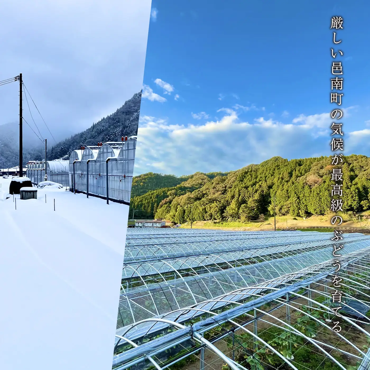 【先行予約】島根県限定！幻のぶどう“神紅(しんく)” 糖度20度以上！1房（450g以上）