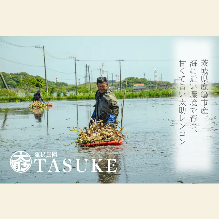 【先行予約】【奇跡のレンコン】鹿嶋市産レンコン　約4kg 【れんこん 根菜 蓮根 れん根 4キロ 20000円以内】（KBU-3）