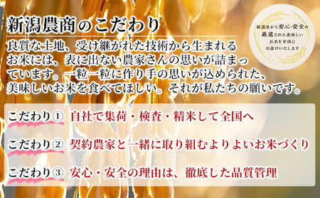 新潟産こしいぶき 5kg×2 お米 精米 白米 ご飯 ブランド米 銘柄米 おにぎり お弁当 産地直送 