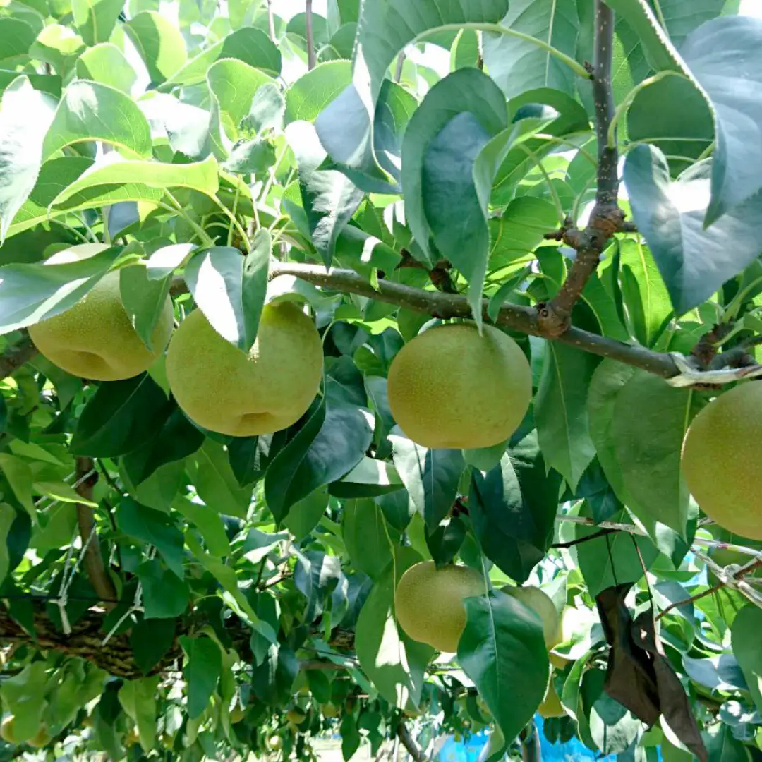 幸水 約 5kg 8玉～14玉 (茨城県共通返礼品 かすみがうら市) 産地直送 久保田果樹園 フルーツ 甘い 直送 茨城 限定 ギフト 梨 幸水 こうすい 果物 [DH001sa]