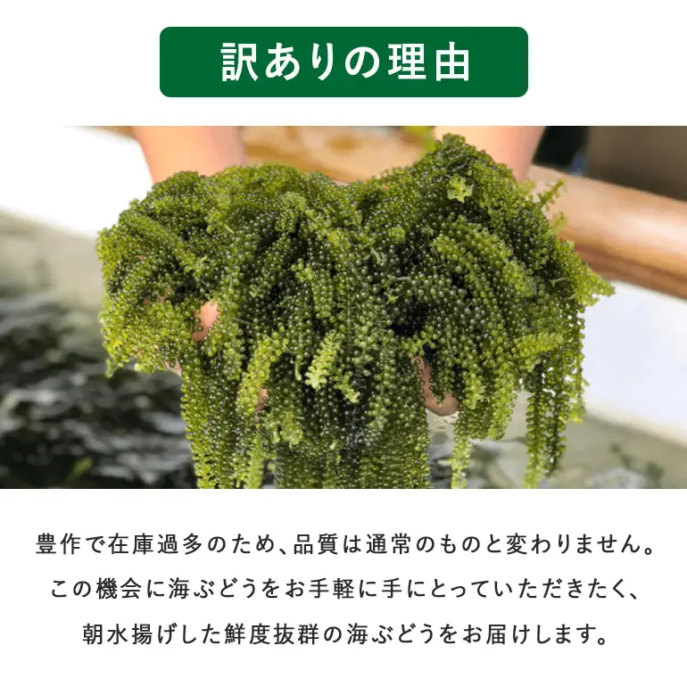 しゃきしゃき海ぶどう 400g 訳あり 沖縄県 海ぶどう 海ブドウ ウミブドウ 沖縄 大人気 特産物 お土産 健康 栄養 美容 美肌 ダイエット ミネラル マグネシウム カルシウム 鉄分 タレ付き おつまみ うみぶどう 海藻 グリーンキャビア