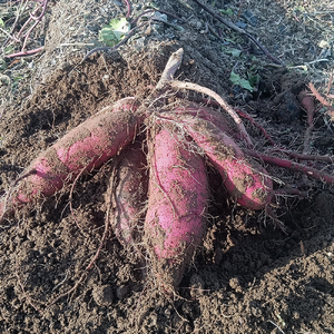 新潟県 加茂市産 紅はるか 【家庭用】 10kg 《順次発送》さつまいも 訳あり 家庭用