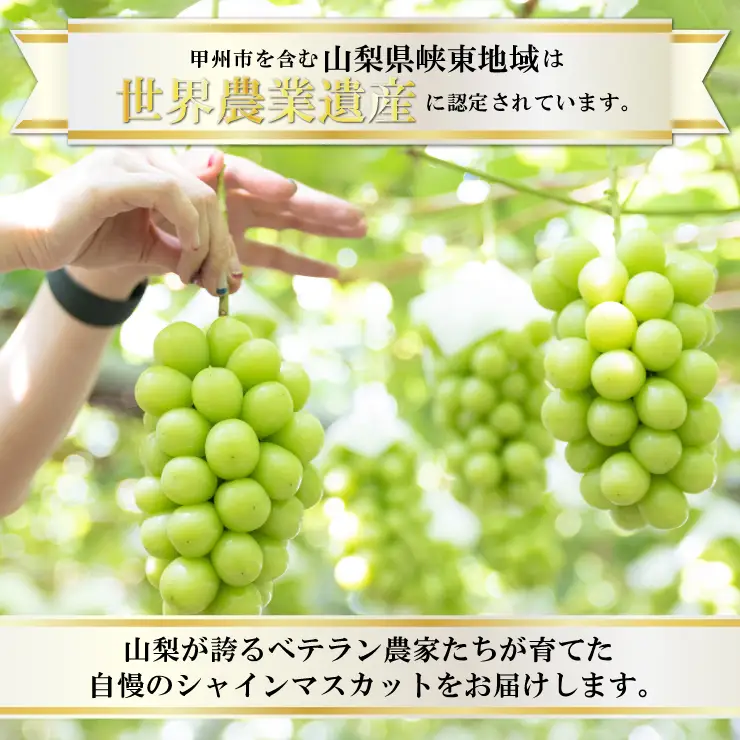 生産者直送『シャインのふるさと甲州』シャインマスカット 2房（約1kg）【2026年発送】（SFK）B11-856 シャインマスカット フルーツ