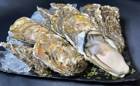 【お中元】北海道 厚岸産 ブランド牡蠣 マルえもん 殻付き 牡蠣 LLサイズ 20個 【光輝】 [ 魚貝類 生牡蠣 海鮮 海の幸 生食用牡蠣 生食用 生食用殻付き牡蠣 濃厚 甘み  オイスター ]  