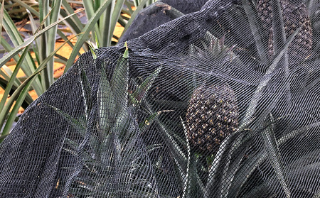 【2026年発送】仲間農園の宜野座村産完熟ボゴールパイン約3kg（小玉4～6個） 甘い 果物 熱帯 ジュース パインアップル 沖縄 国産 好き お祝い ギフト トロピカルフルーツ パイナップル スナック 送料無料 デザート 人気 甘味 送料無料 パイナップル 宜野座村