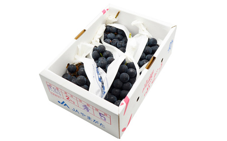 山形のぶどう ブラックビート 秀品 約2kg(3～6房)【令和8年産先行予約】FS24-653 くだもの 果物 フルーツ 山形 山形県 山形市 2026年産