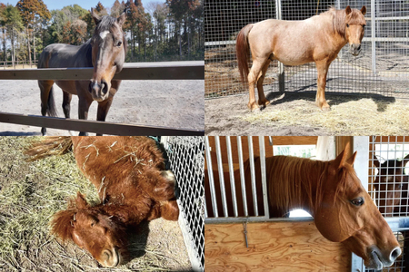 うまんまパーク 入場券 チケット おやつバケツ付き 2枚セット 馬 ふれあい 触れ合い パーク 牧場 乗馬 体験 観光 体験型 レジャー エサやり 引退競走馬 ポニー 癒し 関東 茨城県 阿見町（55-01）