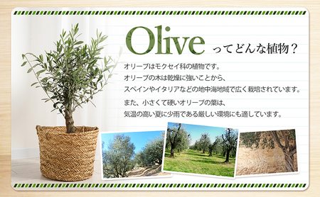 【 小豆島 】小豆島で育ったオリーブ苗木！ご自宅やお店のシンボルツリーにどうぞ！ 植物 観葉植物 オリーブ 苗木 インテリア シンボルツリー オリーブ苗木 香川 香川県 土庄 土庄町