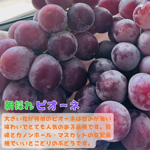 【秋の美味】フルーツ王国 和歌山の濃厚 ピオーネ 約2.8kg【2026年8月下旬から9月下旬頃順次発送】【AA14-ard081A】