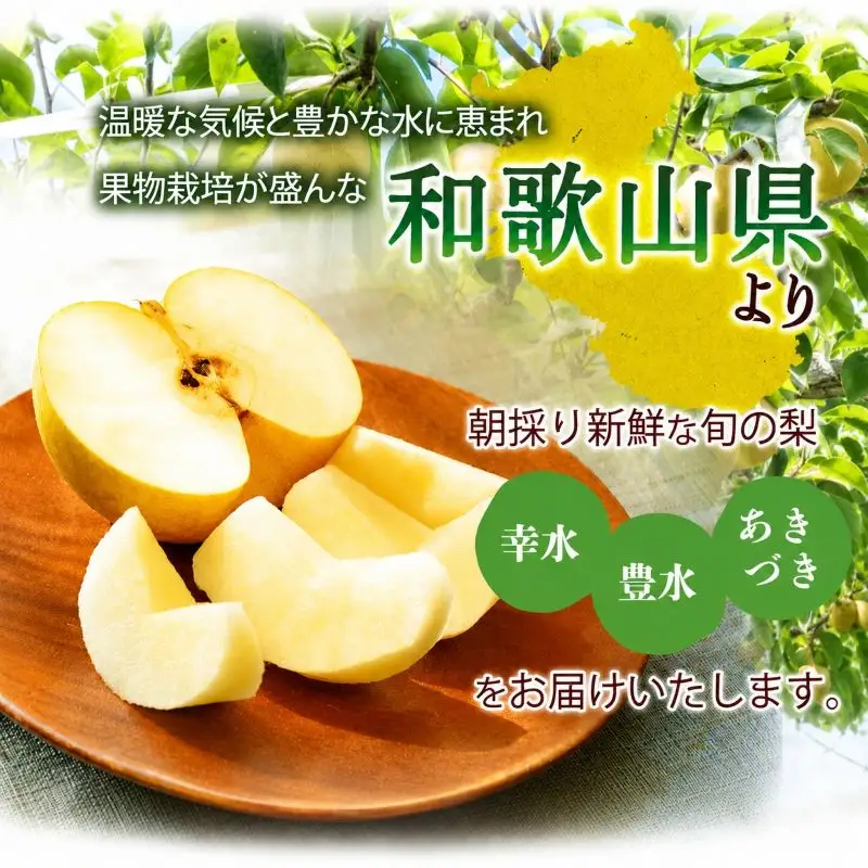 紀州和歌山産の梨 3玉 化粧箱入 ※2026年8月中旬頃～2026年9月上旬頃に順次発送 ※日付指定不可 梨 なし ナシ 果物 くだもの フルーツ 甘い【uot787】