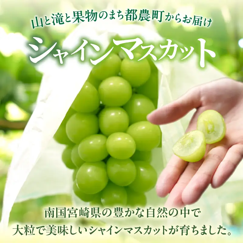 先行予約≪期間限定≫都農町産シャインマスカット(計2kg) ぶどう 果物 国産_T010-0015