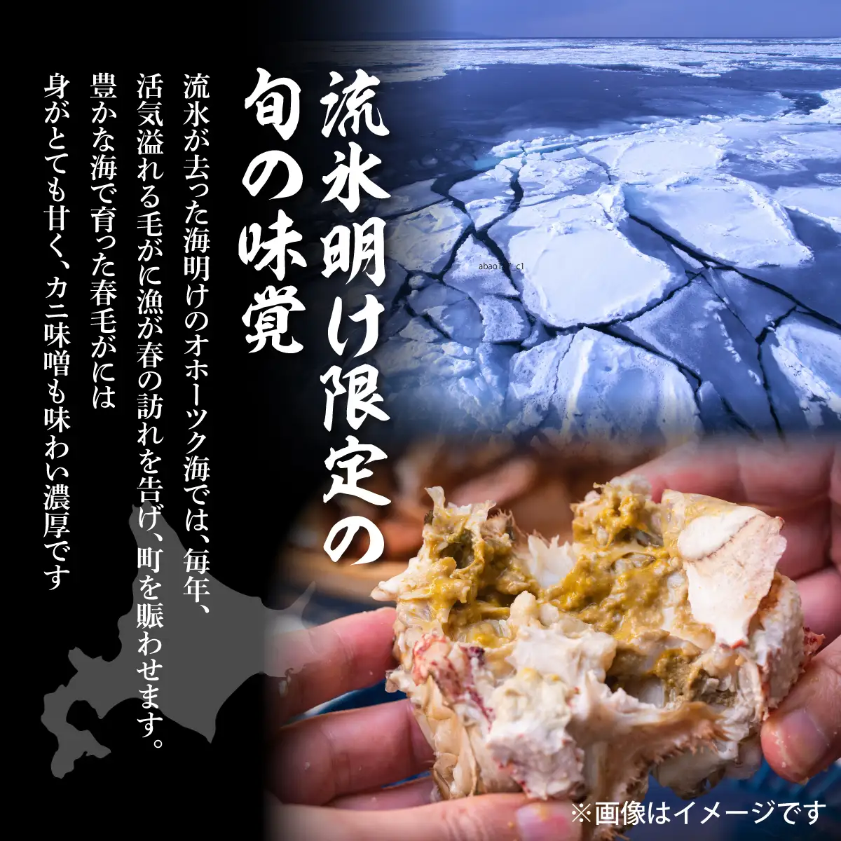 【先行予約】流氷海明け活〆毛がに2尾（冷蔵便）【2026年4月中旬～発送開始予定】（網走加工） ABAO2129 | 毛がに