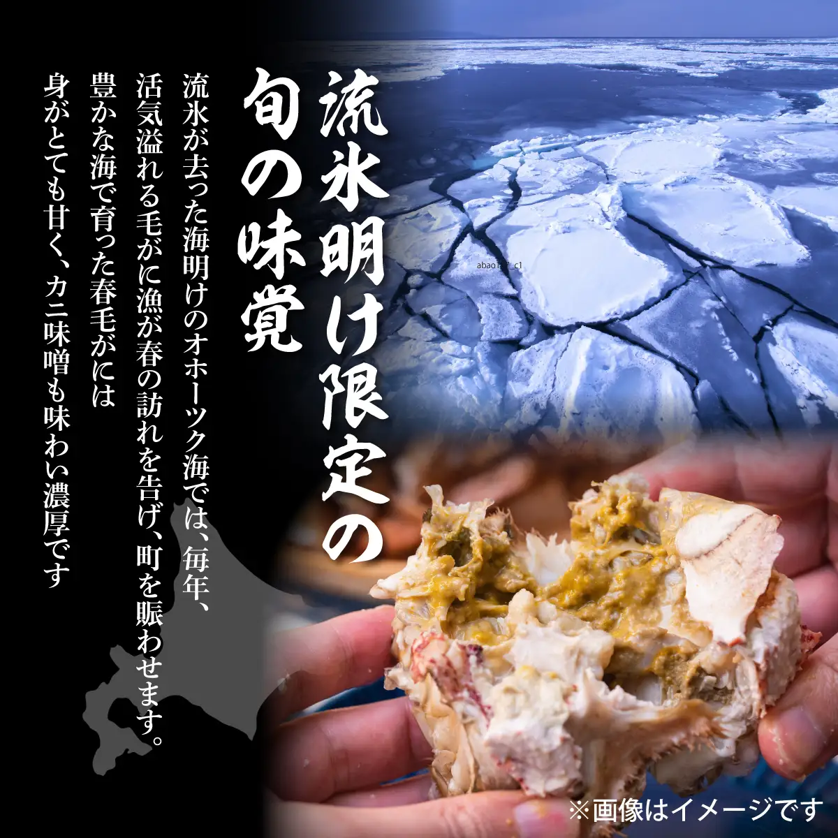 【先行予約】オホーツク海明け活〆浜茹で毛蟹2尾冷蔵届け（オホーツク海産・網走加工）（2026年4月15日以降発送） ABAO2180