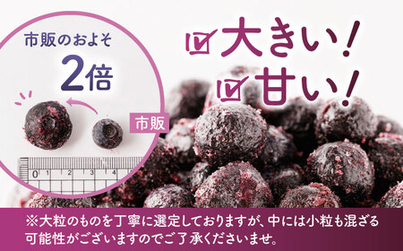 先行予約 大粒 冷凍ブルーベリー 約1000g（約500g×2pc） 【すみれファーム】果物 フルーツ くだもの 大粒 小分け 熊本県産ブルーベリー [ZEP007] 