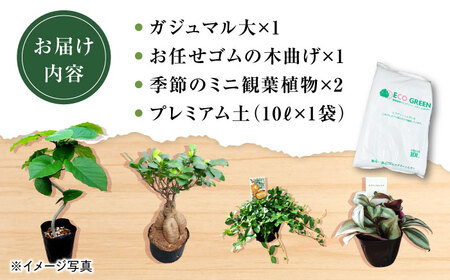 観葉植物オリジナル4点セット（ガジュマル大・ゴムの木曲がり・季節のミニ観葉）/ 観葉植物 室内観葉植物 ガジュマル ガジュマルの木 がじゅまる ゴムの木 インテリア おしゃれ / エコグリーンヒガシ / 大村市[ACAL001]
