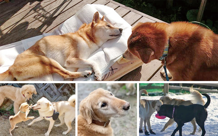 老犬ホーム あん施設利用券（6,000円分） 犬専用総合ケアハウス 愛犬愛護活動　[020RA001]