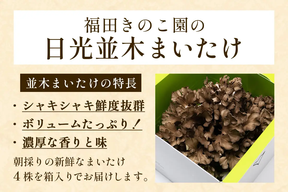 とれたて新鮮！福田きのこ園の『日光並木まいたけ』4株 箱入り (約1600g) [0325]