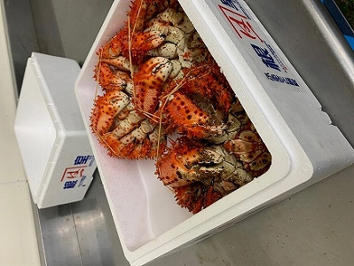 浜ゆで花咲がに活時700～900g前後×3尾 C-60002