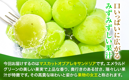 【先行予約】マスカット オブ アレキサンドリア 1房 (750g以上) 有限会社ホーティカルチャー神島《7月中旬-8月中旬頃出荷》岡山県 浅口市 ぶどう マスカット フルーツ 旬 果物 送料無料 マスカットオブアレキサンドリア【配送不可地域あり】