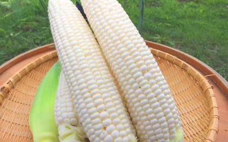 とうもろこし ホワイト 約5kg 【2026年8月上旬～2026年8月下旬発送予定】 野菜 とうもろこし コーン ホワイト 白 高糖度 甘い 北海道 浦臼町