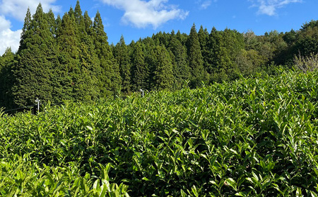 【ふるさと納税】 母子茶 特選煎茶 ははこ茶 ( 90g入 6袋 ) 茶 ギフト お祝い 贈答品 中元 歳暮 数量限定 期間限定 人気 ふるさと納税 ふるさと 人気 おすすめ 送料無料 兵庫県 三田市 [3d28bae720000]