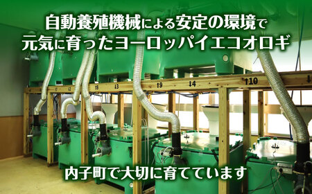 活きヨーロッパイエコオロギ Lサイズ200匹 BKBN006 コオロギ