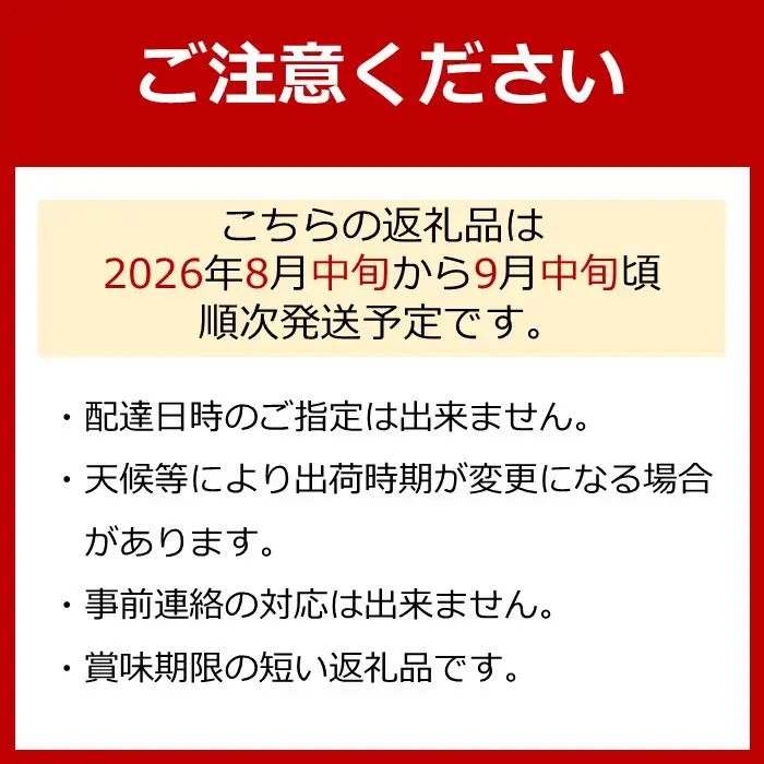 ［新鮮・産直］有田巨峰村の朝採りたねなしピオーネ　約2kg★2026年８月中旬頃より順次発送 | ぶどう 巨峰 ぶどう