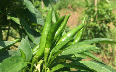 26-168．四万十ゆず胡椒3個セット