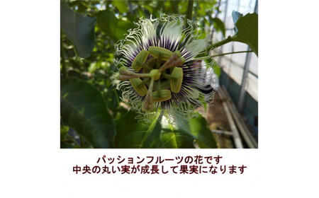 清田さんのパッションフルーツ 約1kg（9～15玉）【2026年6月下旬～7月下旬迄発送予定】