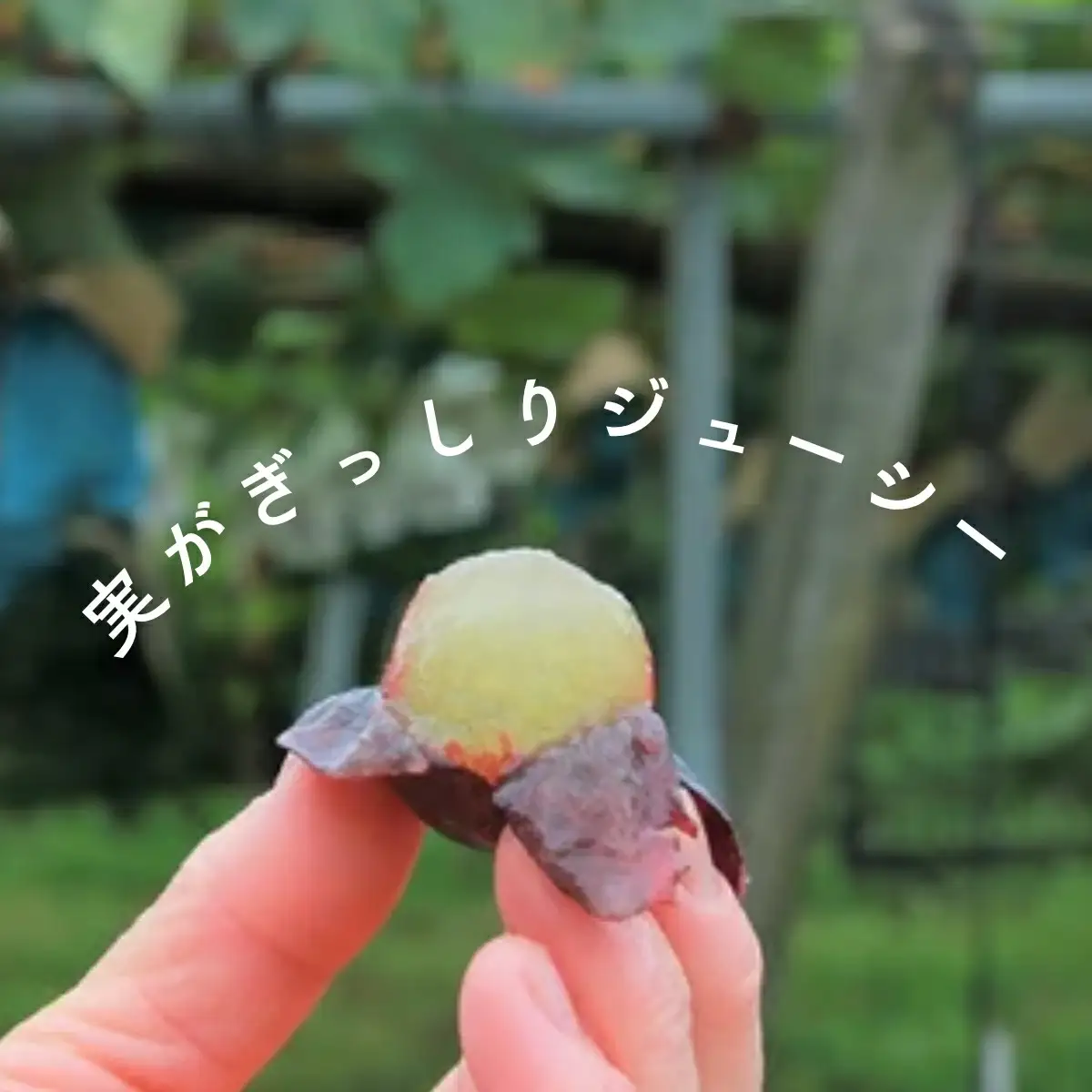 シャインマスカット ナガノパープルセット 1kg | シャインマスカット