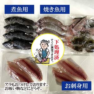 【嶋矢水産】 瀬戸内の鮮魚 直送便 下処理済み 産地直送 20000円 台 四人前 刺身 煮魚 焼き魚 瀬戸内海 愛媛 松山 老舗 魚 人気 イサキ タイ 鯛 ワカナ サワラ 鰆 炙り メバル オコゼ イサキ チダイ タチウオ【SMY002】
